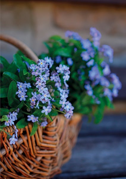 Valokuva 2-osainen kortti, Siniset lemmikit