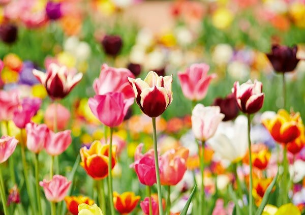 Valokuva 2-osainen kortti, Tulppaanit